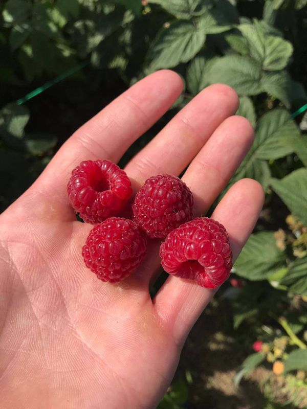 «На земле есть сопредельные участки, виноградные сады, посевы, финиковые пальмы, растущие из одного корня или из разных корней. Их орошают одной водой, но одни из них Мы создаем более вкусными, чем другие. Воистину, в этом... «На земле есть сопредельные участки, виноградные сады, посевы, финиковые пальмы, растущие из одного корня или из разных корней. Их орошают одной водой, но одни из них Мы создаем более вкусными, чем другие. Воистину, в этом...