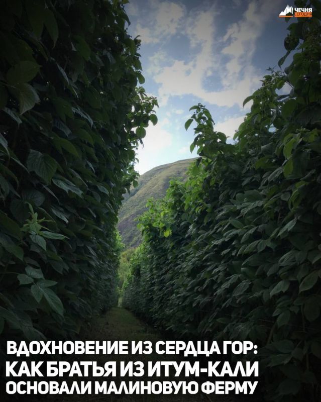 «На земле есть сопредельные участки, виноградные сады, посевы, финиковые пальмы, растущие из одного корня или из разных корней. Их орошают одной водой, но одни из них Мы создаем более вкусными, чем другие. Воистину, в этом...