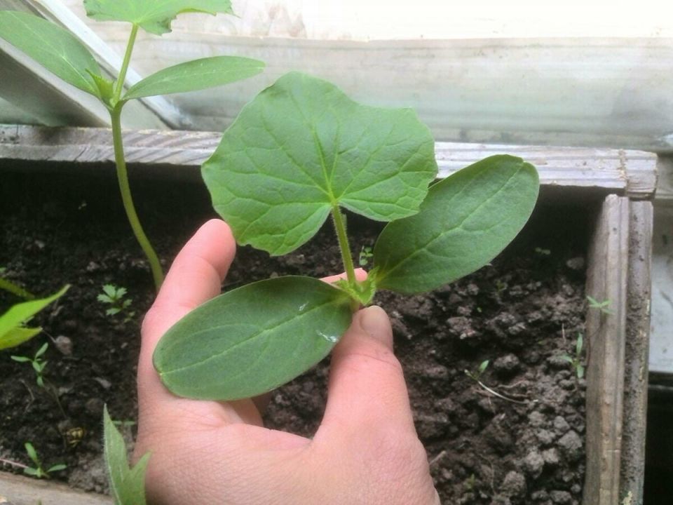 Оптимальная температура для успешного роста рассады огурцов