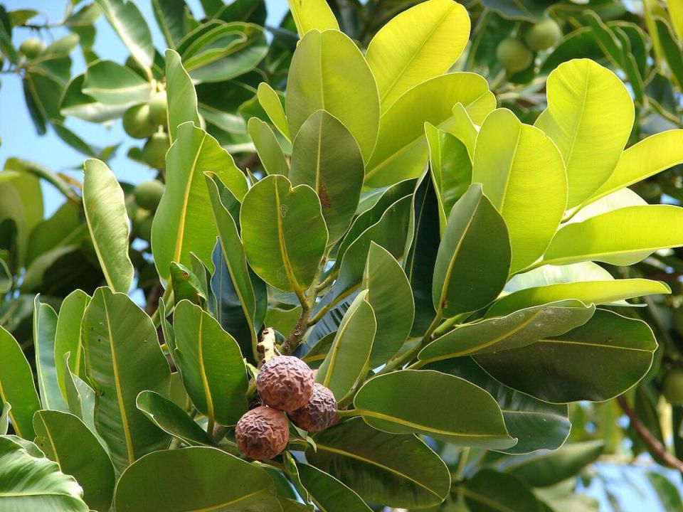 Лавровый лист на подоконнике: как он изменит вашу кухню