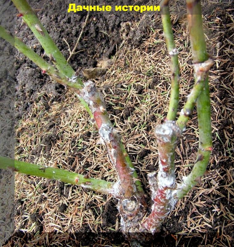 Древний способ реанимации замерзших роз с помощью водки