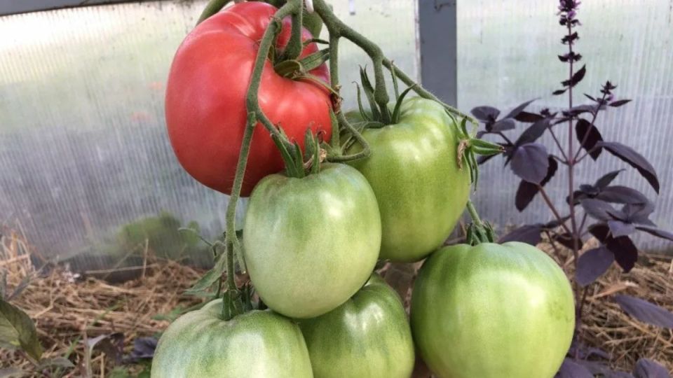 Секреты лучших сортов томатов для дачи в 2026 году