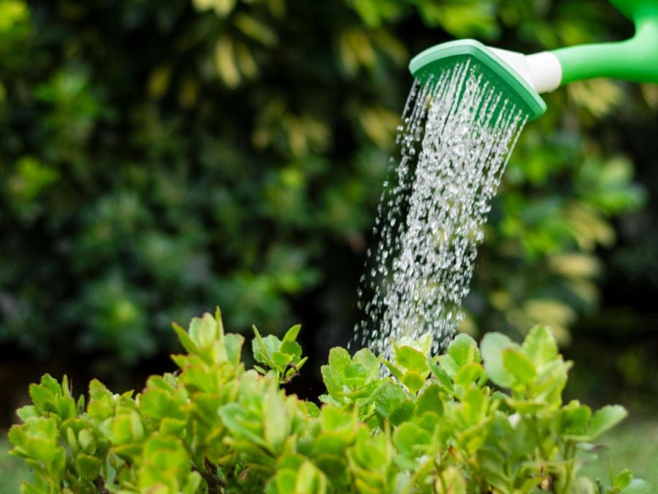 Как рисовая вода может преобразить ваш сад