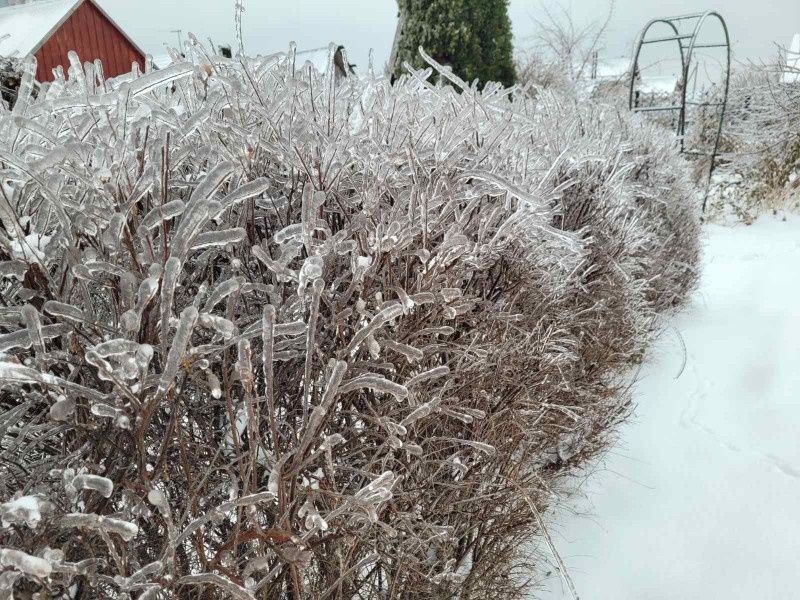 Как сохранить корни растений в зимний период?
