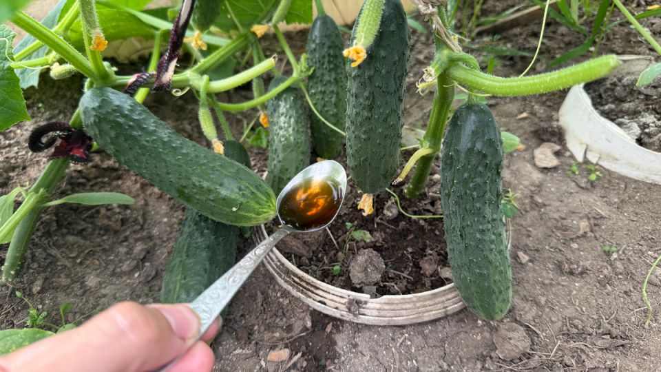 Как вернуть жизнь огурцам: секретный отвар для обильного урожая