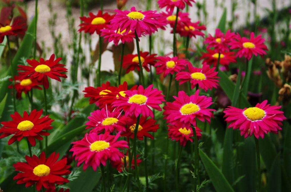 Цветы, которые защитят ваш огород от вредителей