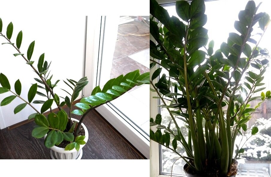 Как за три года сделать долларовое дерево настоящим красавцем