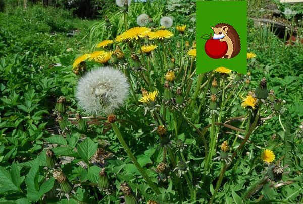 Не дайте одуванчикам захватить ваш участок