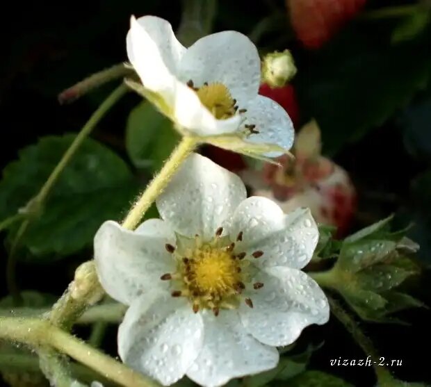 Плодородие земляники: секреты подкормки в период цветения и завязи