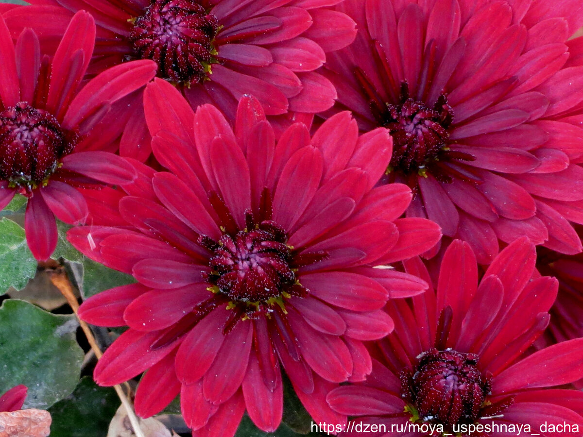 Как добиться роскошного цветения хризантем с помощью простой подкормки