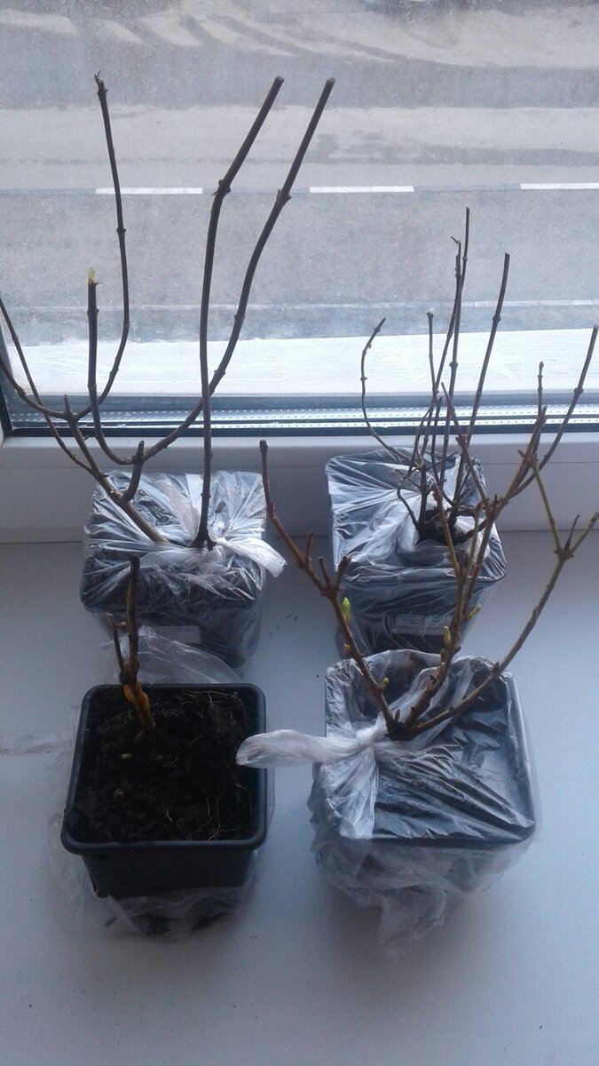 Когда растение стоит выбросить: важные уроки от ухаживающего садовода