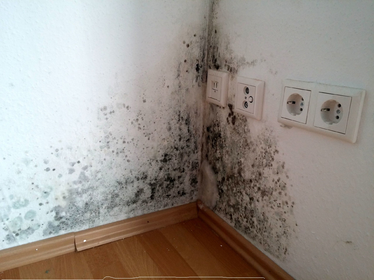 Проблема плесени в частном доме