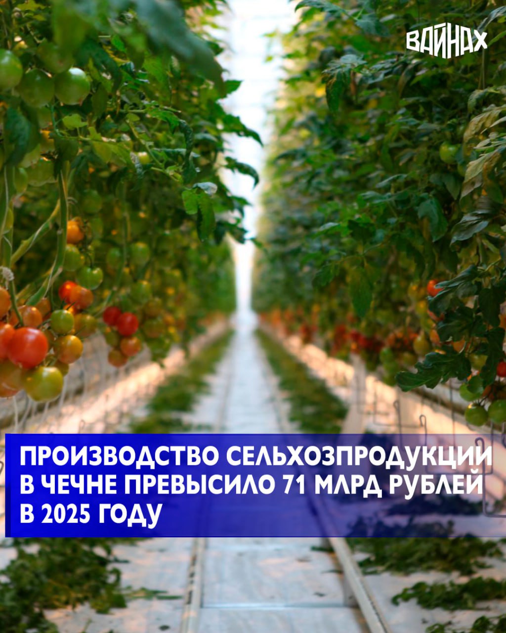 Председатель Правительства ЧР Магомед Даудов провёл совещание по вопросам развития сельского хозяйства, управления государственным имуществом и природопользования
