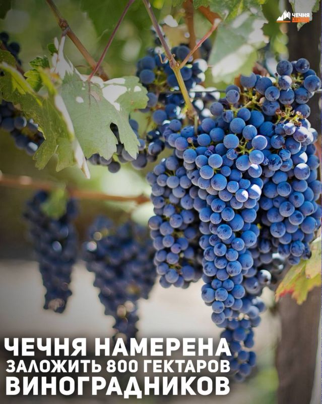 � ��������� ���������� � 2026 ���� ����������� �������� 800 �������� ������������� � 300 �������� �������-������� ����������, ������� �������-������� �� ������� ������ �� ������ ��������� � ������� ������������� �������, ��...