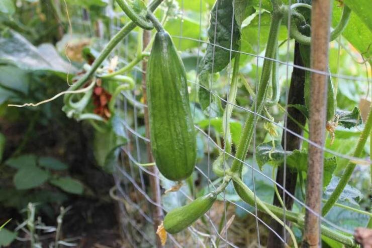 Как создать идеальные грядки для огурцов на своем участке