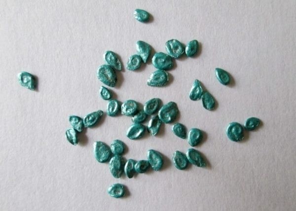 Как подготовить семена томатов к посеву на рассаду