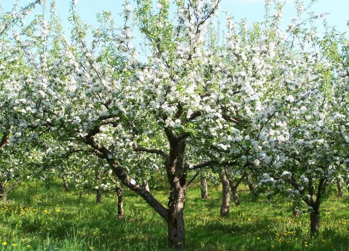 ��� ��������� ������� ��������� ���: ������ ��� ���������� ���������