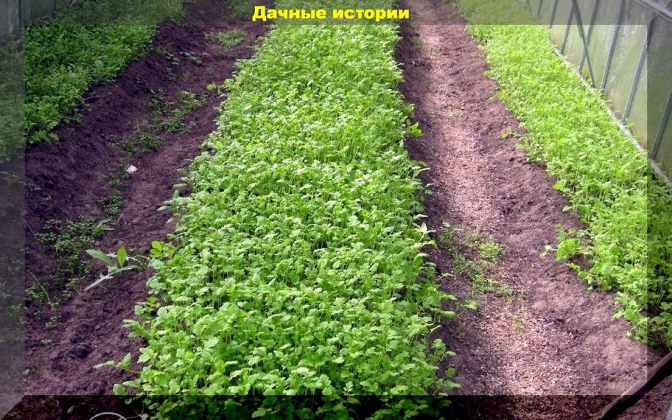 ������ �������� ����� ����� ��������: ����� ������������ ������