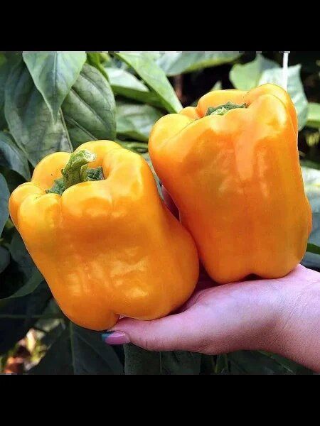 ����� ����: ��������� ����� ��� ������ ������� � ������������ ������ � ����� ��������