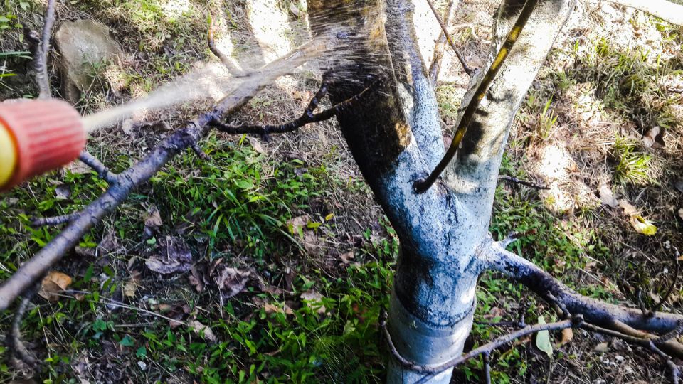 ��� �������� ������ � ����� ����� ����� ������: ������ � ������������