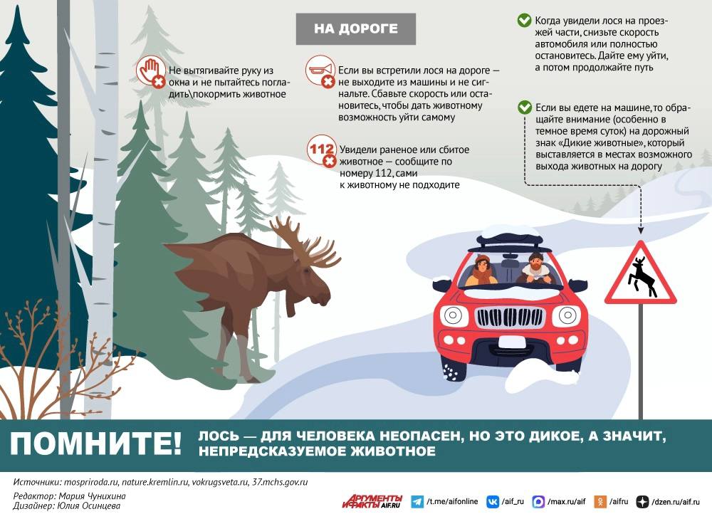 Что делать при встрече с лосем на пути Что делать при встрече с лосем на пути