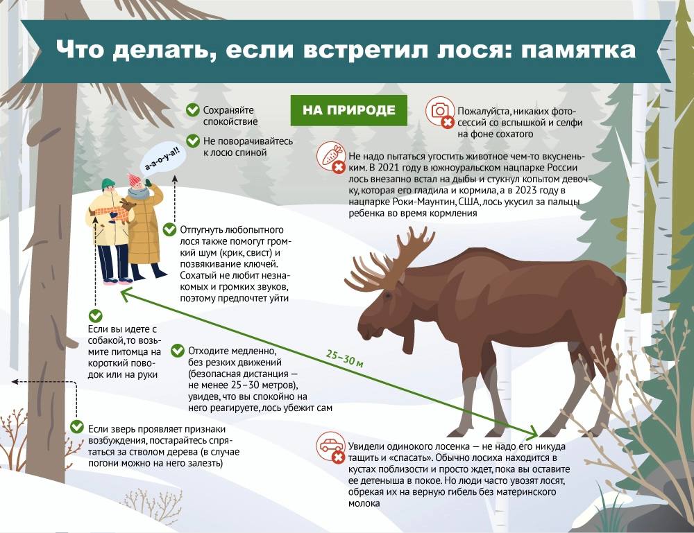 Что делать при встрече с лосем на пути