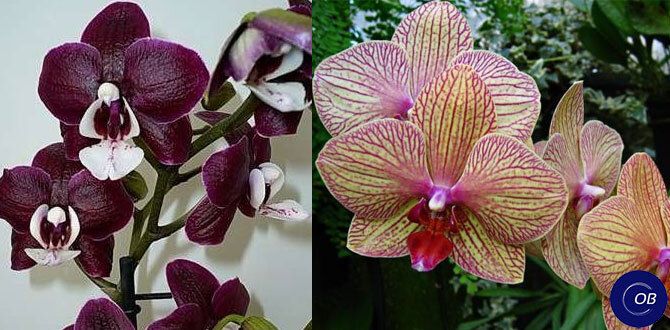 ��� �������� ����� � �������: ������� ������ ��� �������� � ��������