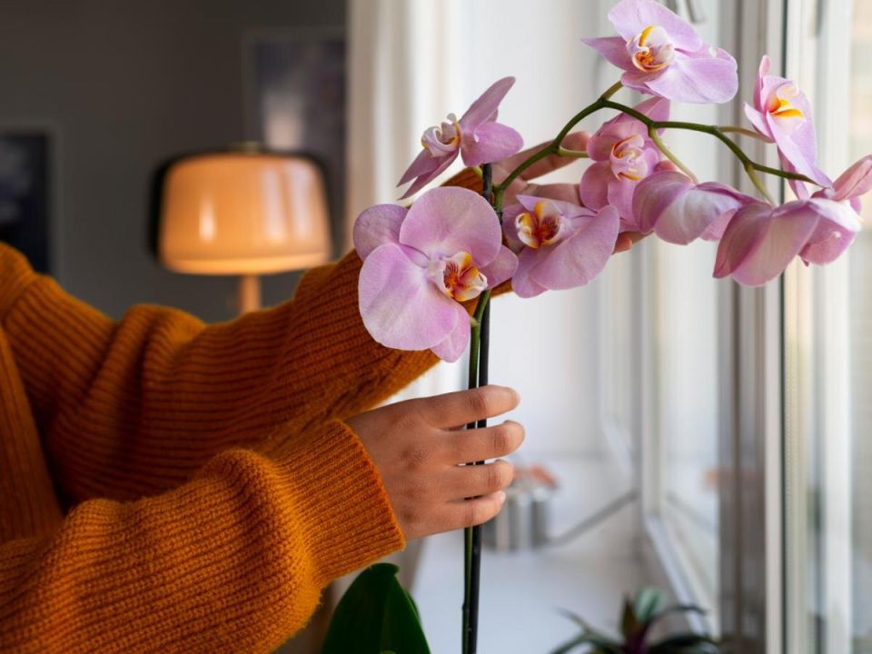 ��� ��������� ��������� �� ���������: ������� � ������