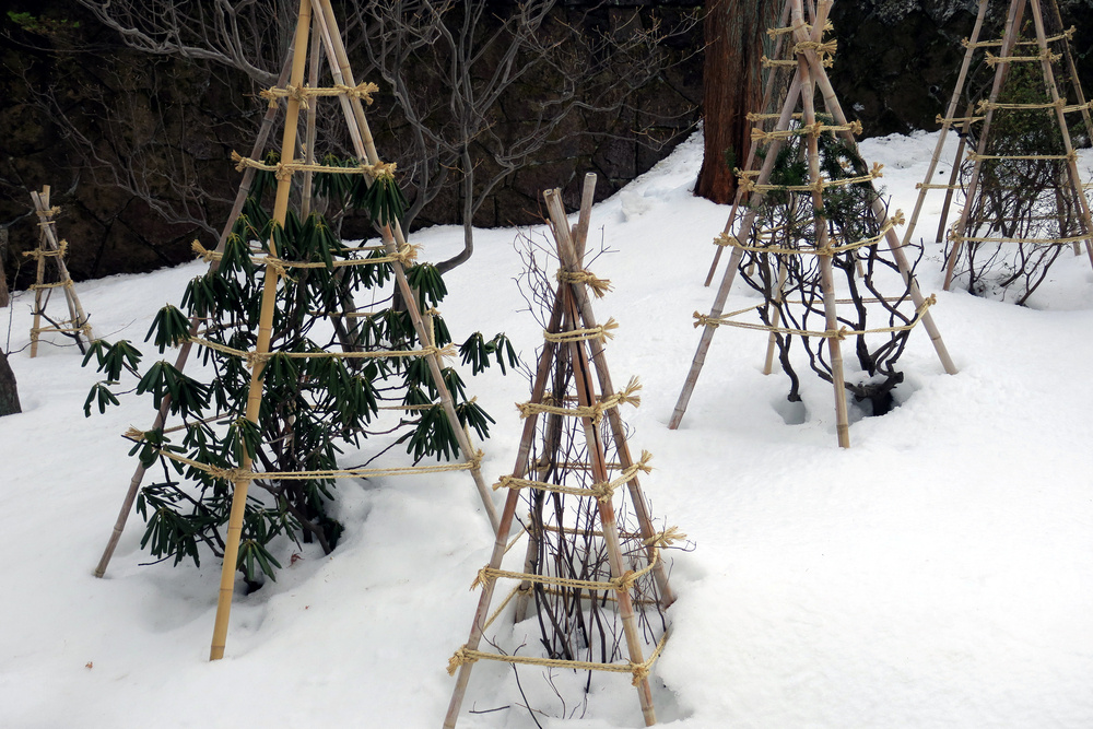 Ошибки при укрытии растений: что нужно знать садоводу