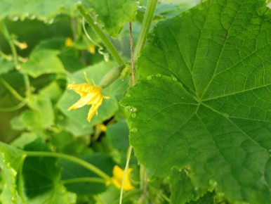 Как биологическая подкормка помогает огурцам: секреты успешного урожая