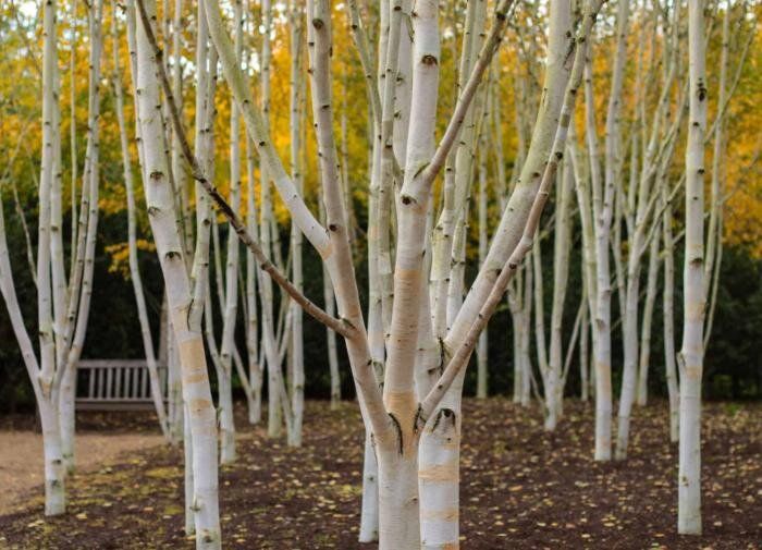 ��� ��������� ������: ������� ������� � ����� �� �������