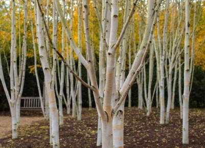 ��� ��������� ������: ������� ������� � ����� �� �������