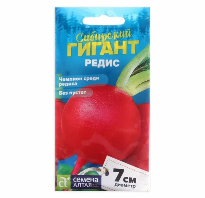 Сибирский гигант: редис, который вызывает восхищение