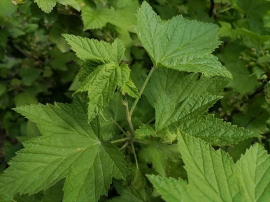 ��� ���������� �������� � ���� �� ��������� � ������ ������� ������