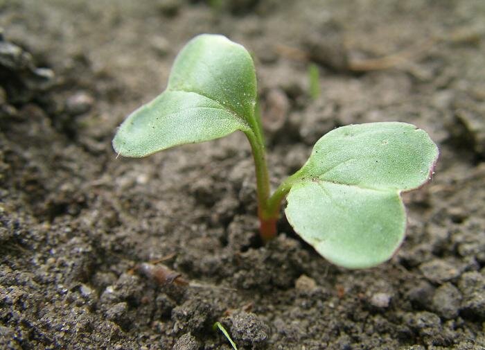 Как заботиться о редисе сразу после первых всходов