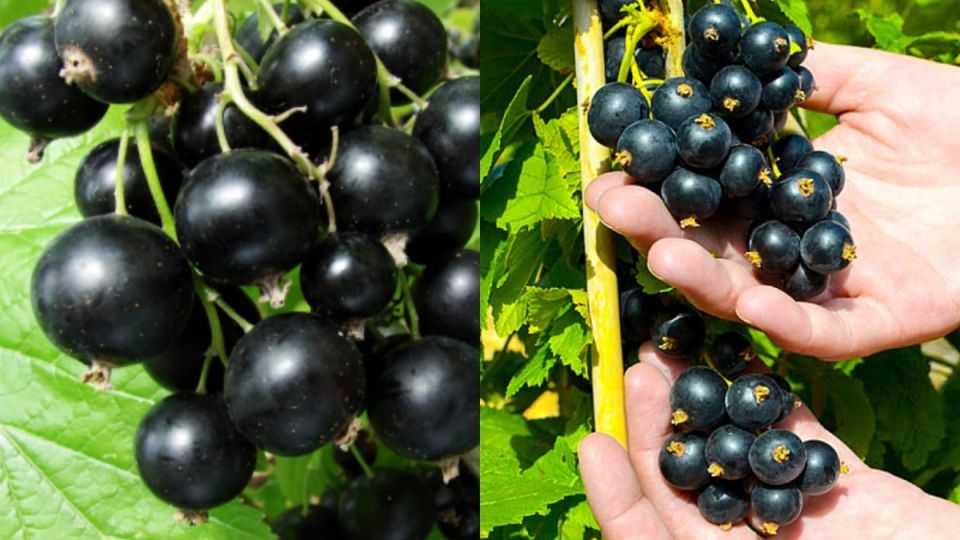 ��� ����������� ��������� � ������ ������: ����������� ������ ��� ���������� ����