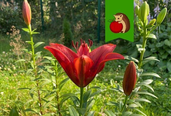 Почему опадают бутоны лилий и как избежать потерь в цветении?