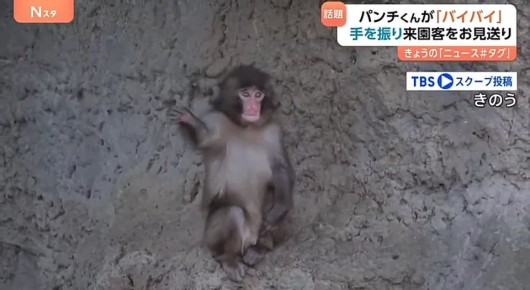 Малыш Панч машет людям, когда зоопарк закрывается