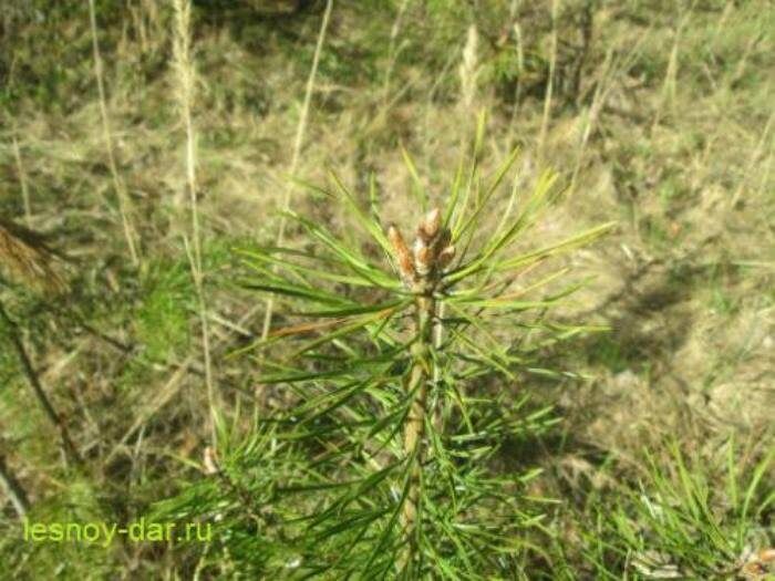 Сосновые почки: природа и целебные свойства