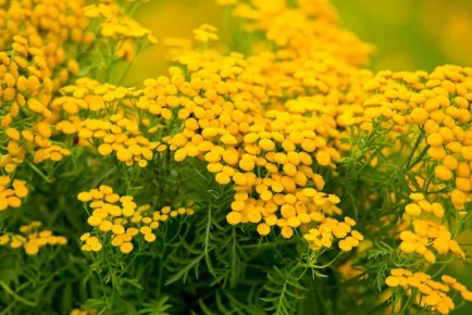 �����: �� ������ ����� �� ������� ������