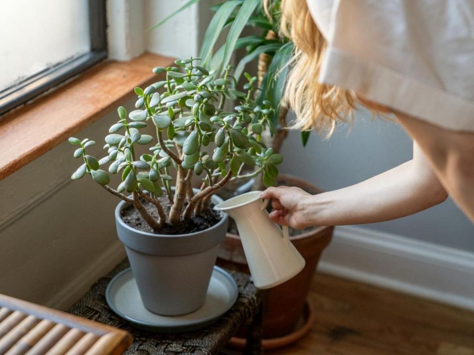 Как быстро укоренить денежное дерево: секреты успешного размножения