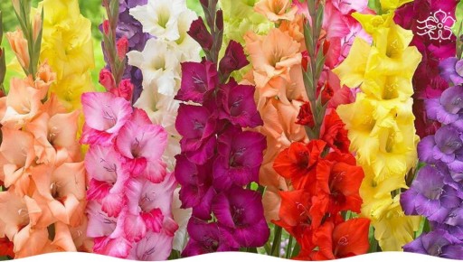 ��������� ����� �����������, ������� ������� ��� ���