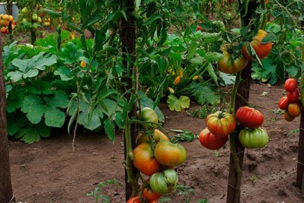 ��������������� ������ ��� ����������� ������� ����� ���� �����