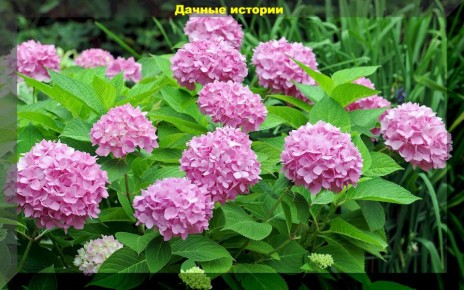 ��� �������� ������ ������: ������� ������� ��� �������