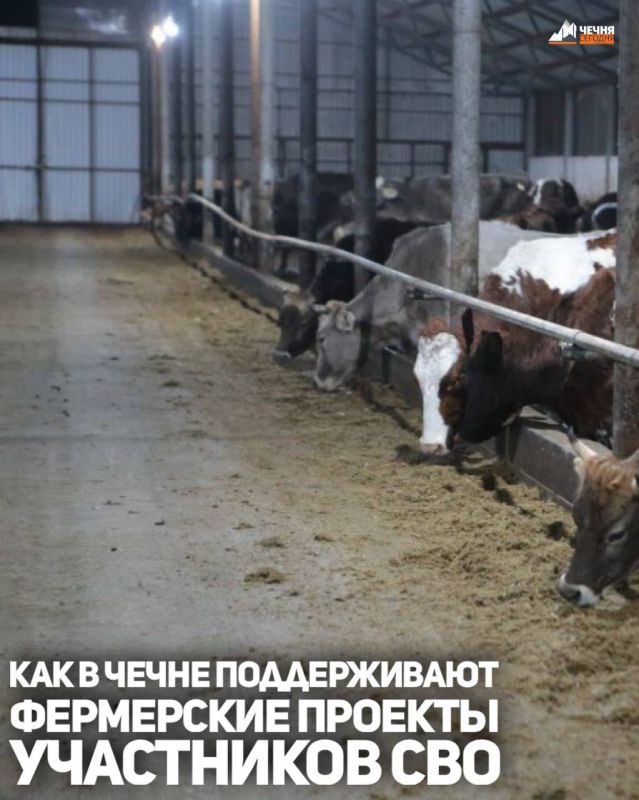 В Чеченской Республике участникам специальной военной операции оказывается поддержка по самым разным направлениям: социальная помощь, содействие в трудоустройстве, а также помощь в развитии собственного дела