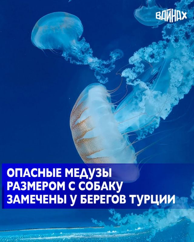 �� ���� �������� ��������� IHA �� ������� �� �������� ���������� ������������ ������� ������� ø�����