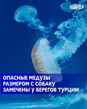 �� ���� �������� ��������� IHA �� ������� �� �������� ���������� ������������ ������� ������� ø�����