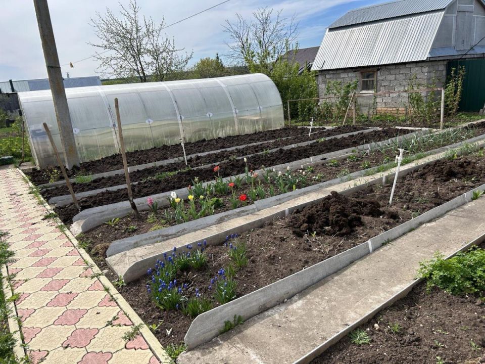 Огородники делают выбор: чем заменить навоз для шикарного урожая