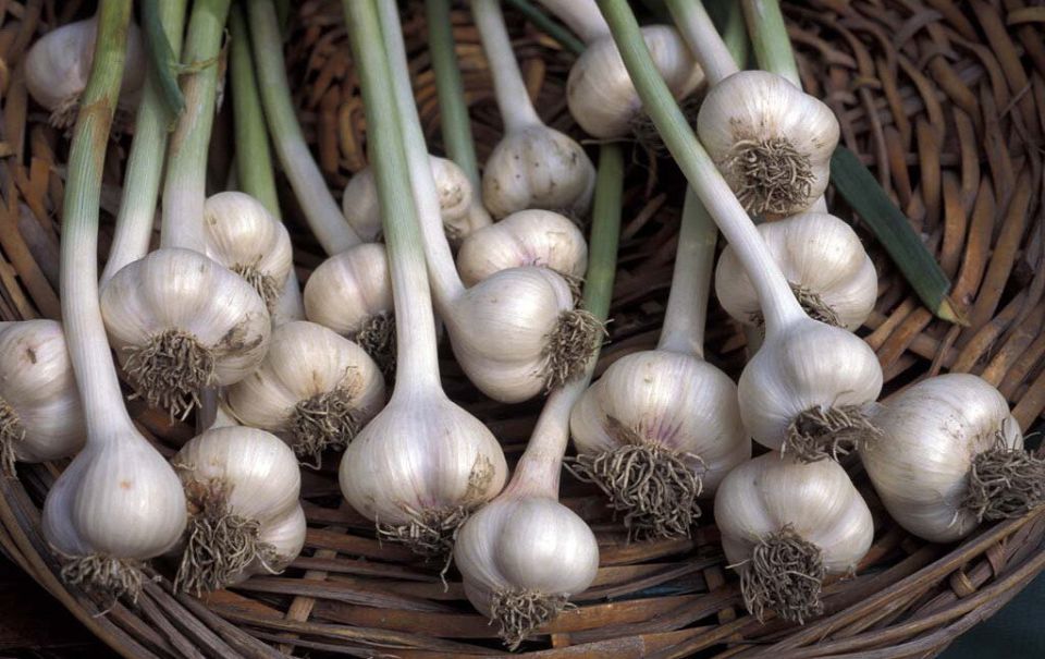 Как вырастить крупный чеснок без традиционной грядки