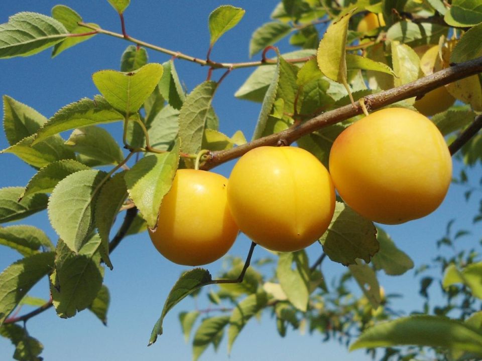 Почему ваша слива теряет плоды: основные причины и решения